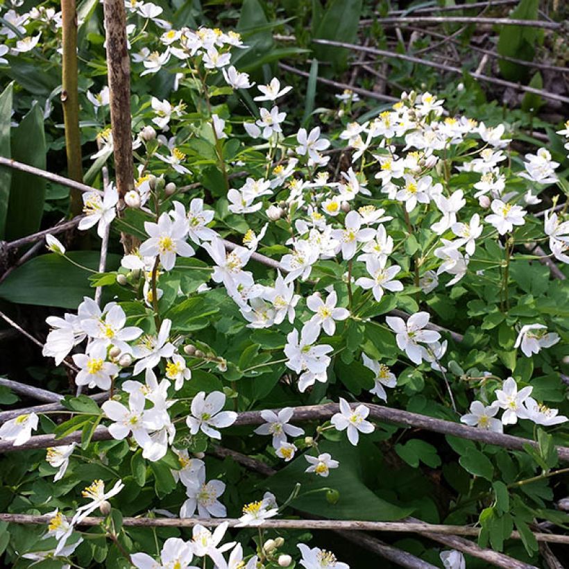 Isopyrum thalictroides (Plant habit)