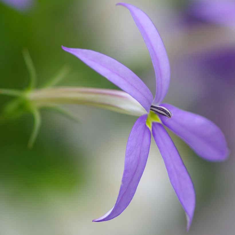 Isotoma Stella Blue - Rock Isotome (Flowering)