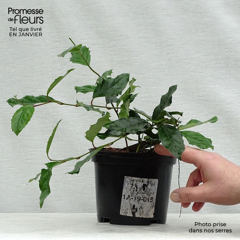 Itea ilicifolia 2L/3L pot sample as delivered in winter