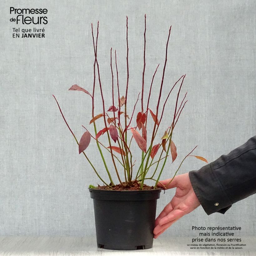 Itea virginica Henrys Garnet 2L/3L pot sample as delivered in winter