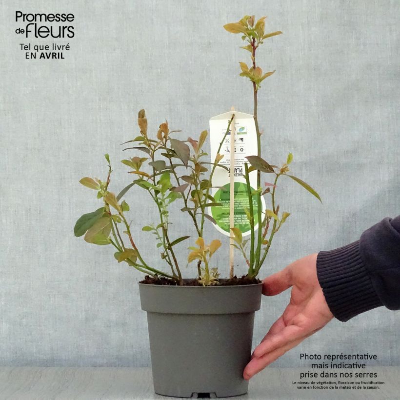 Itea virginica Henrys Garnet 2L/3L pot sample as delivered in spring