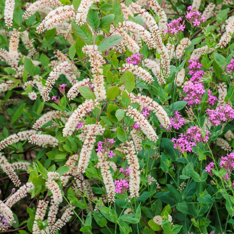 Itea virginica (Flowering)