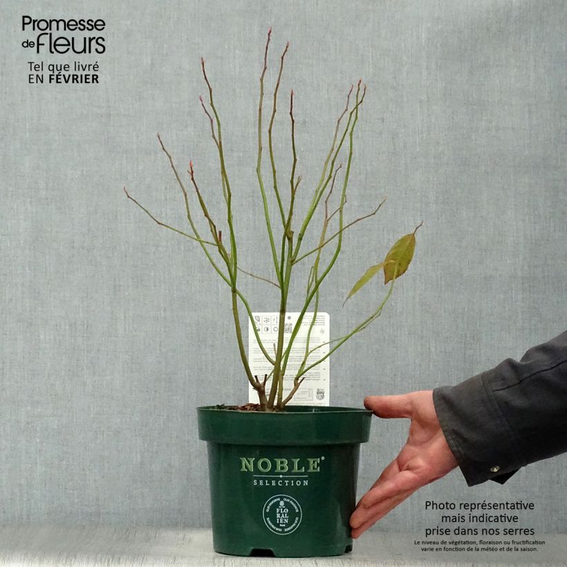 Itea virginica Little Henry 3L/4L pot sample as delivered in winter