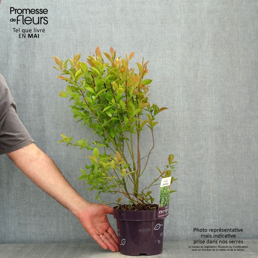 Itea virginica Love Child 2L/3L pot sample as delivered in spring