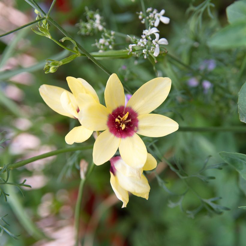 Ixia Yellow Emperor - Corn Lily (Flowering)