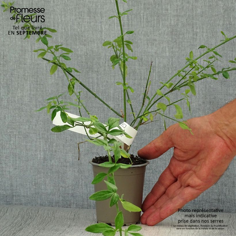 Jasminum nudiflorum - Winter jasmine 8/9 cm pot sample as delivered in autumn