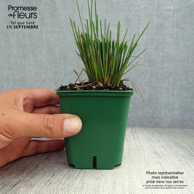 Juncus inflexus Blue Dart 8/9 cm pot sample as delivered in autumn