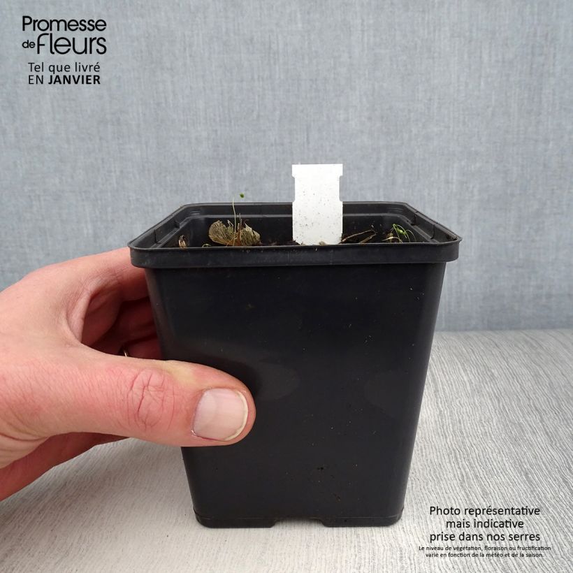 Jaborosa integrifolia 8/9 cm pot sample as delivered in winter