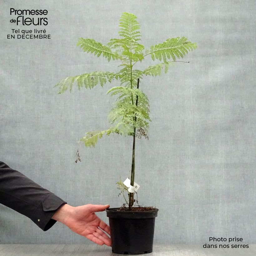 Jacaranda mimosifolia 4L/5L pot sample as delivered in winter