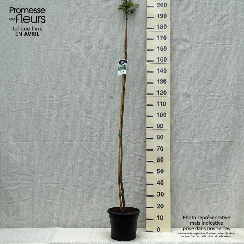 Jacaranda mimosifolia 7.5L/10L pot sample as delivered in spring