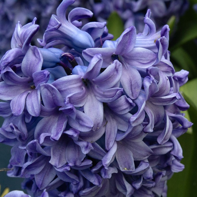 Hyacinthus x orientalis Delft Blue (Flowering)