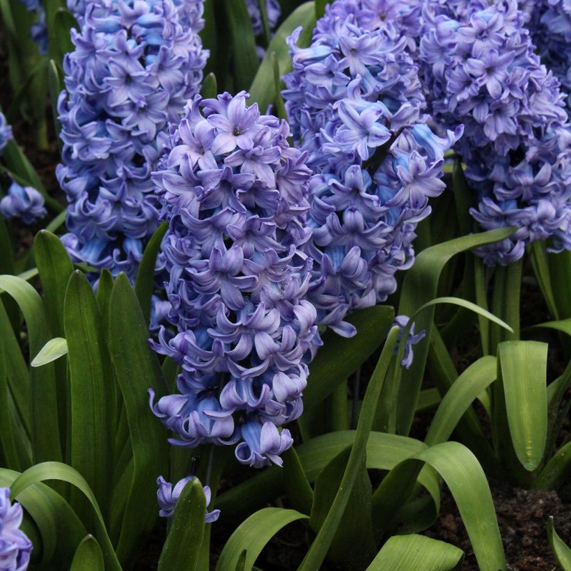 Hyacinthus x orientalis Delft Blue (Plant habit)
