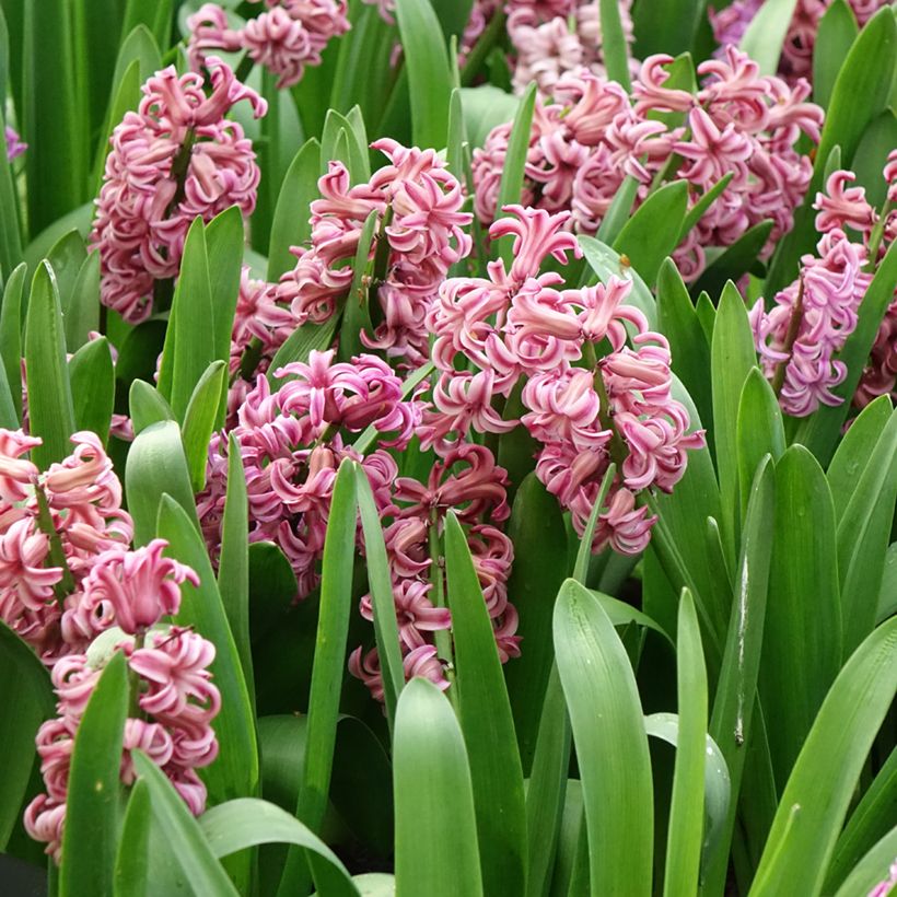 Hyacinthus orientalis Anna Liza (Flowering)