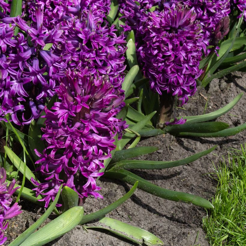 Hyacinthus x orientalis Purple Sensation (Flowering)