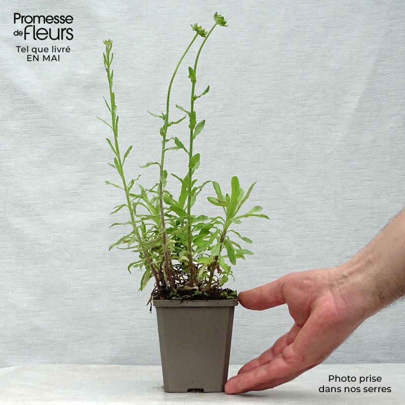 Jasione laevis Blaulicht 8/9 cm pot sample as delivered in spring