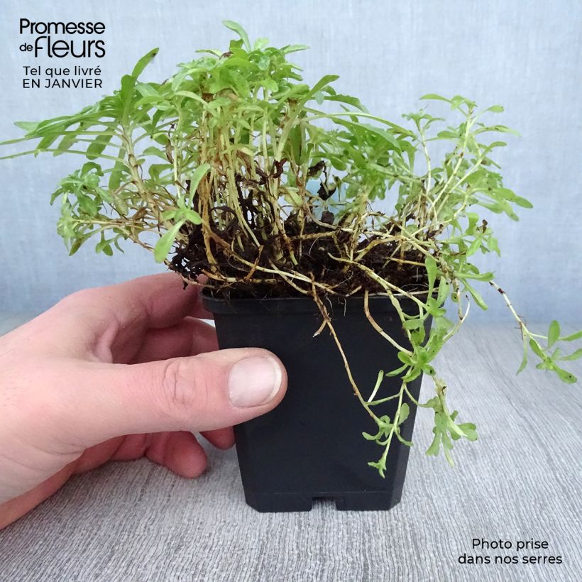 Jasione laevis Blaulicht 8/9 cm pot sample as delivered in winter