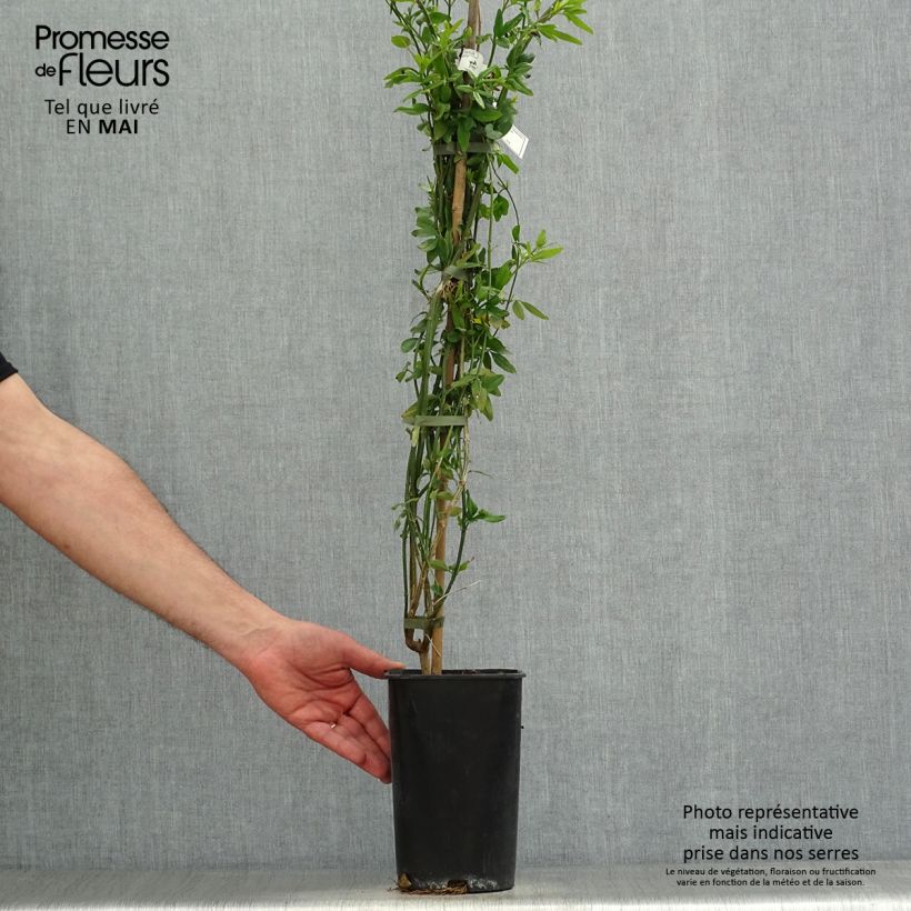 Jasminum humile Revolutum - Italian Jasmine 3L/4L pot sample as delivered in spring