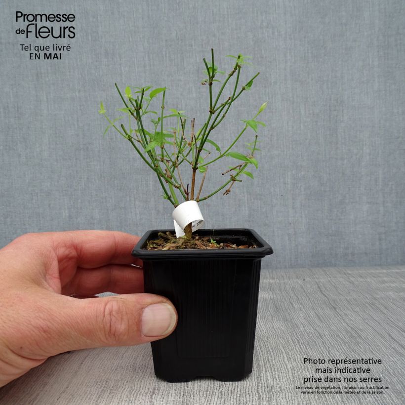 Jasminum x stephanense 8/9 cm pot sample as delivered in spring