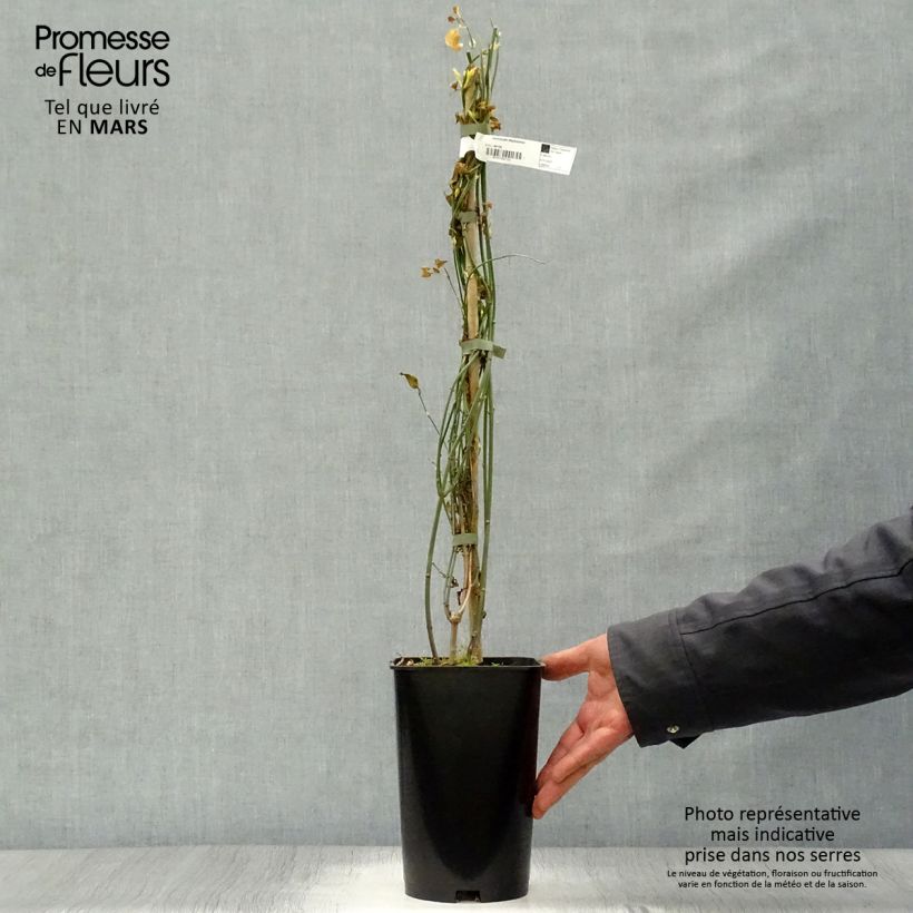 Jasminum x stephanense 2L/3L pot sample as delivered in spring