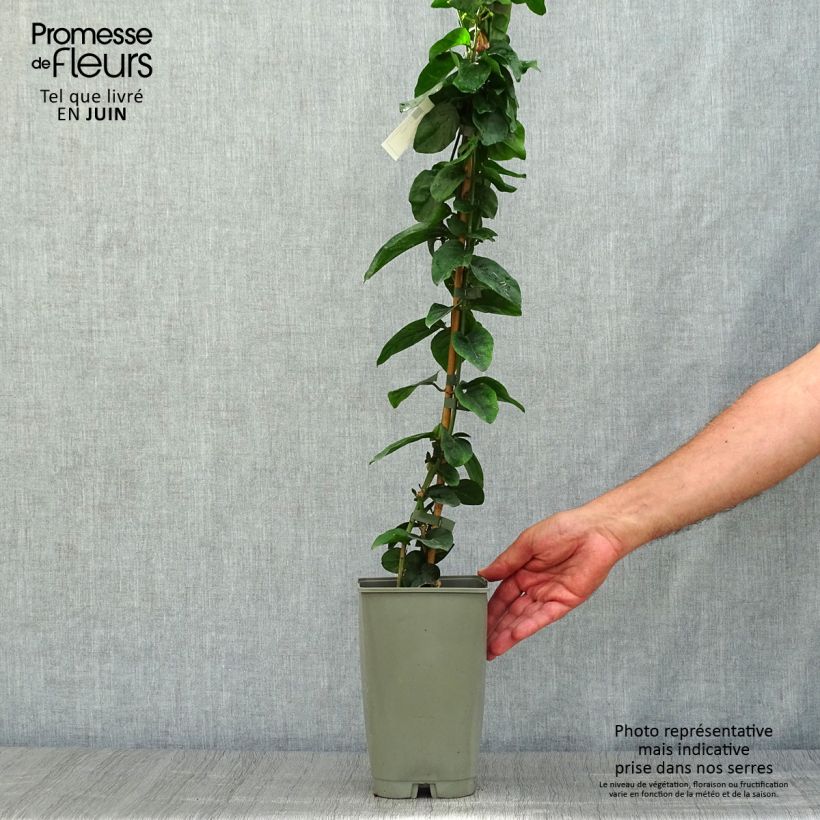 Jasminum sambac - Arabian Jasmine 2L/3L pot sample as delivered in summer