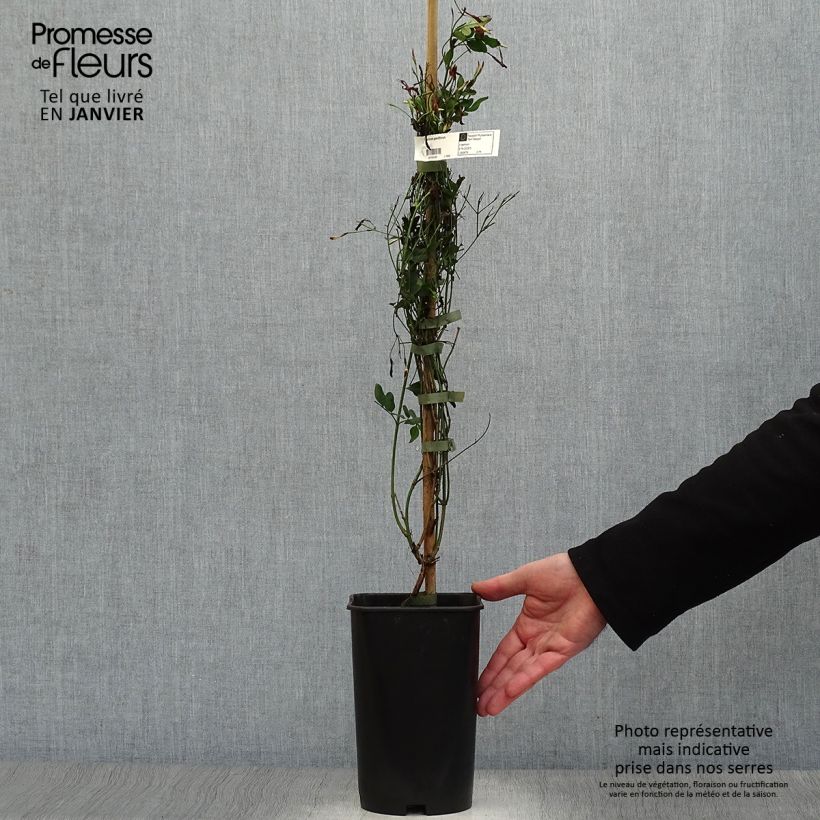 Jasminum grandiflorum - Spanish jasmine 2L/3L pot sample as delivered in winter