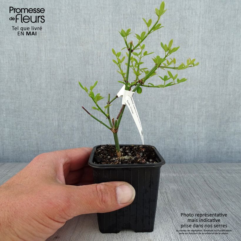 Jasminum nudiflorum - Winter jasmine 8/9 cm pot sample as delivered in spring