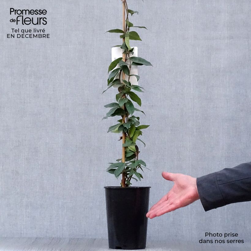 Trachelospermum jasminoides - Star Jasmine 2L/3L pot sample as delivered in winter