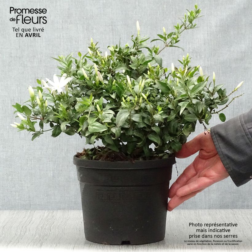 Jasminum multipartitum - Starry Wild Jasmine 2L/3L pot sample as delivered in spring