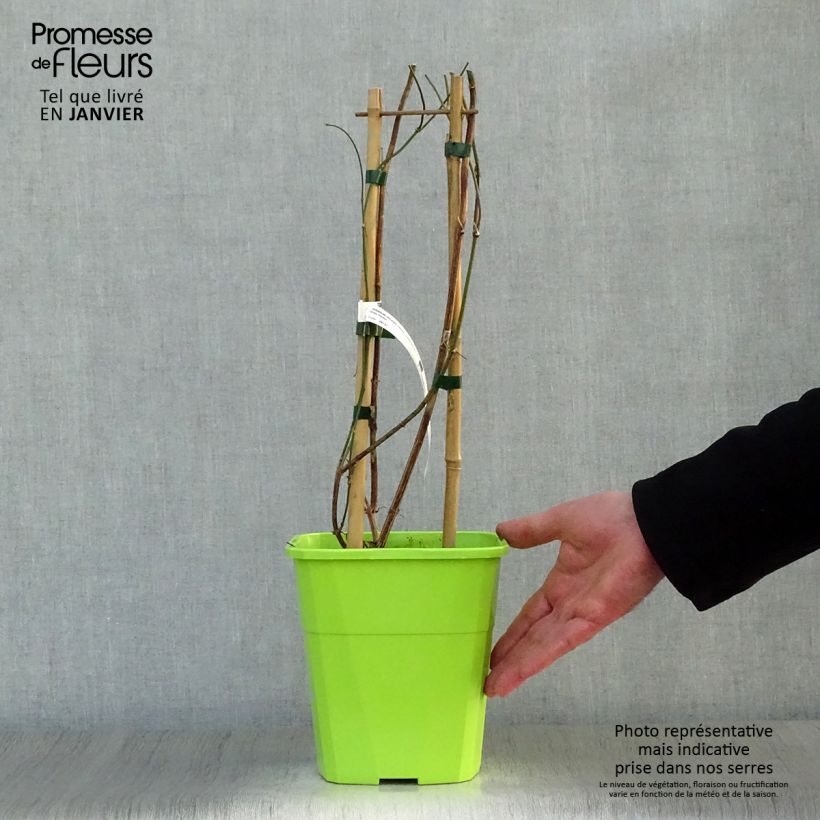 Jasminum officinale Clotted Cream - Common jasmine 1.5L/2L pot sample as delivered in winter