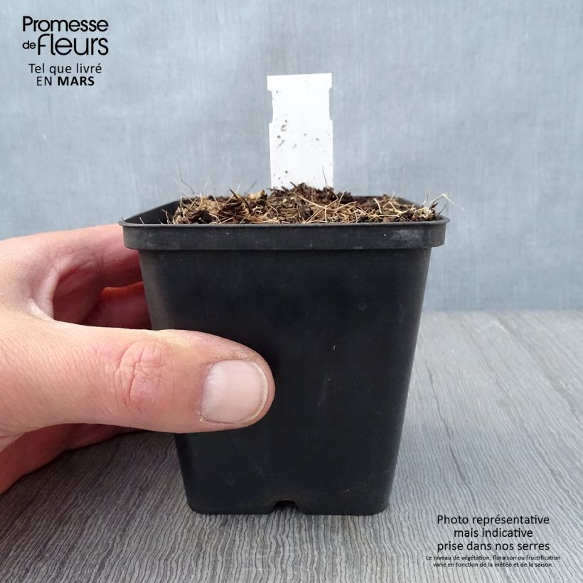 Jeffersonia diphylla 8/9 cm pot sample as delivered in spring