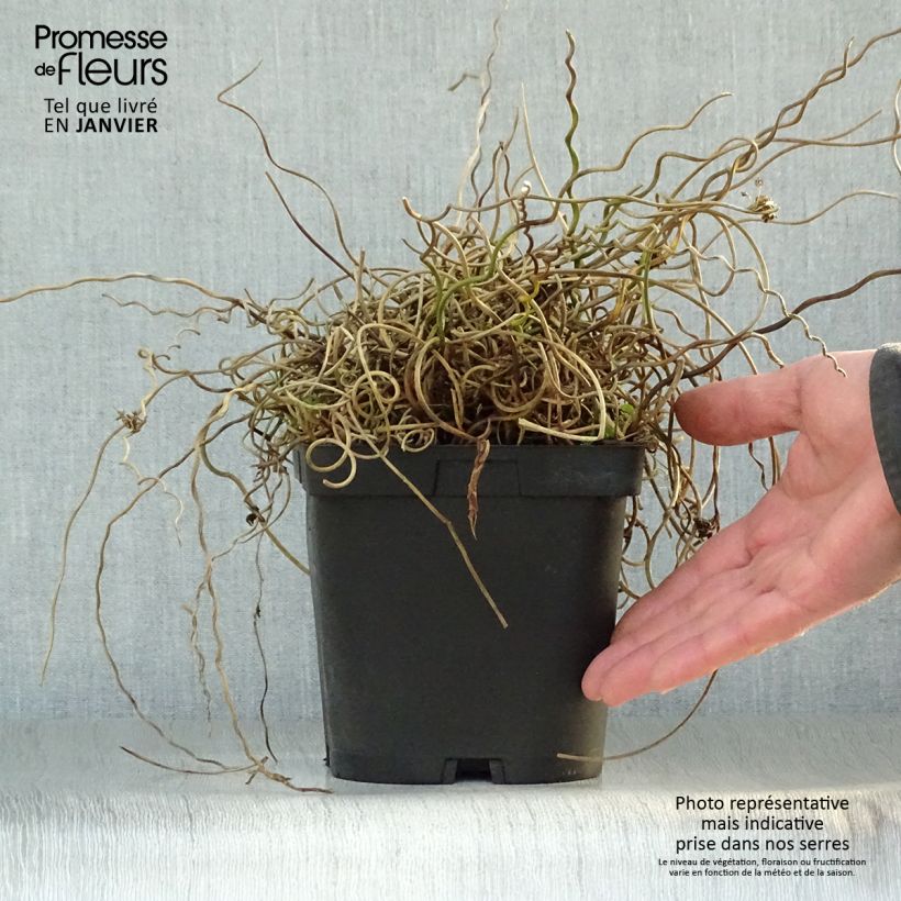 Juncus effusus 'Spiralis' 2L/3L pot sample as delivered in winter