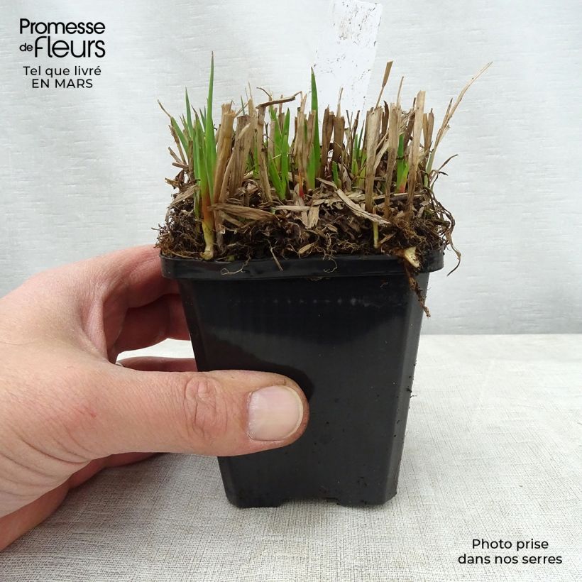 Juncus ensifolius 8/9 cm pot sample as delivered in spring