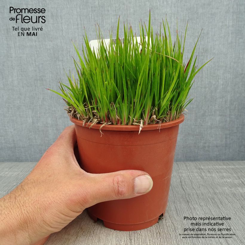 Juncus ensifolius 1L/1.5L pot sample as delivered in spring