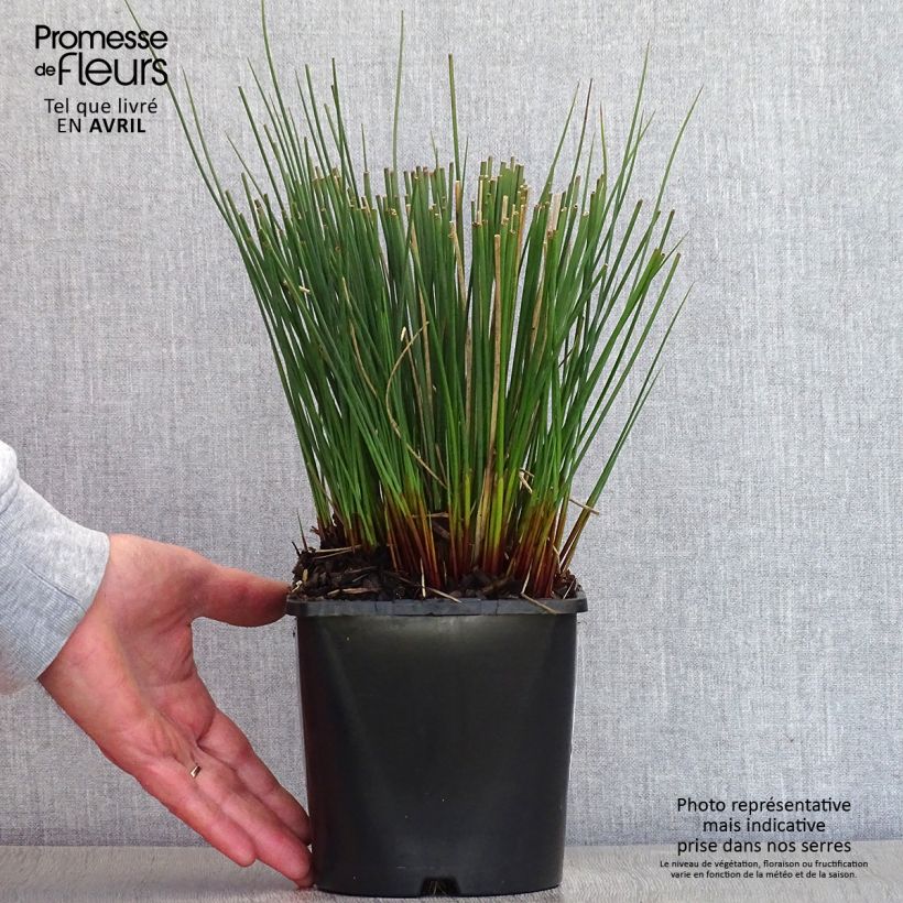 Juncus inflexus Blue Arrows 2L/3L pot sample as delivered in spring