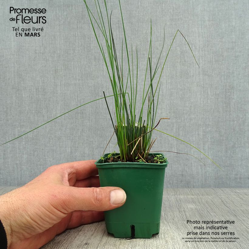 Juncus inflexus Blue Dart 8/9 cm pot sample as delivered in spring
