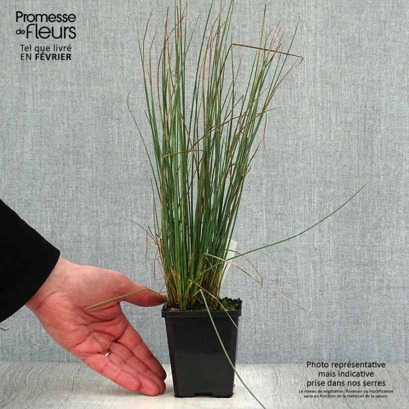 Juncus inflexus 8/9 cm pot sample as delivered in winter