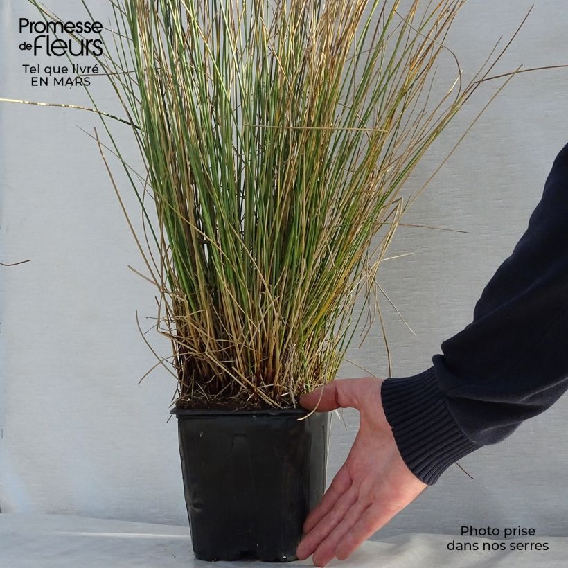 Juncus inflexus 2L/3L pot sample as delivered in spring