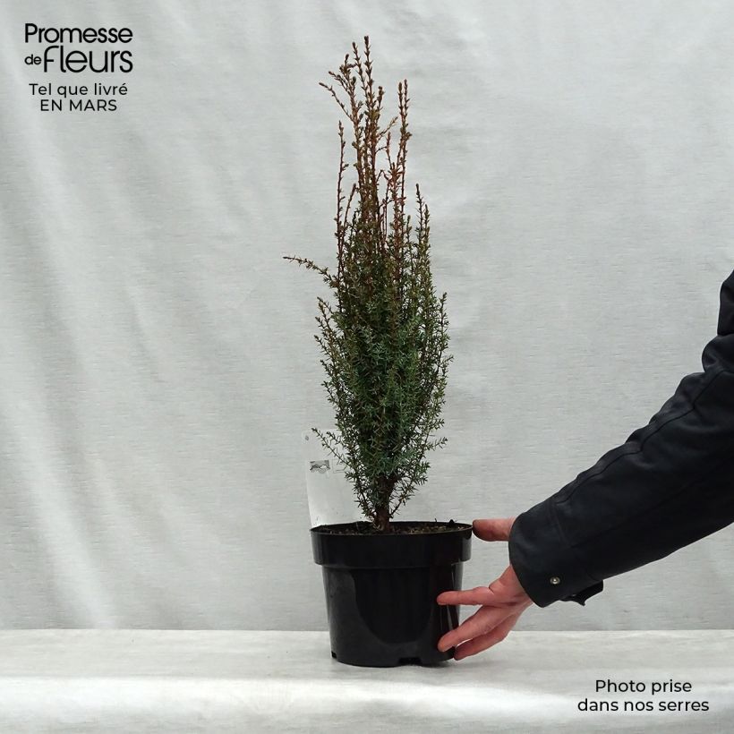 Juniperus communis Arnold 2L/3L pot sample as delivered in spring