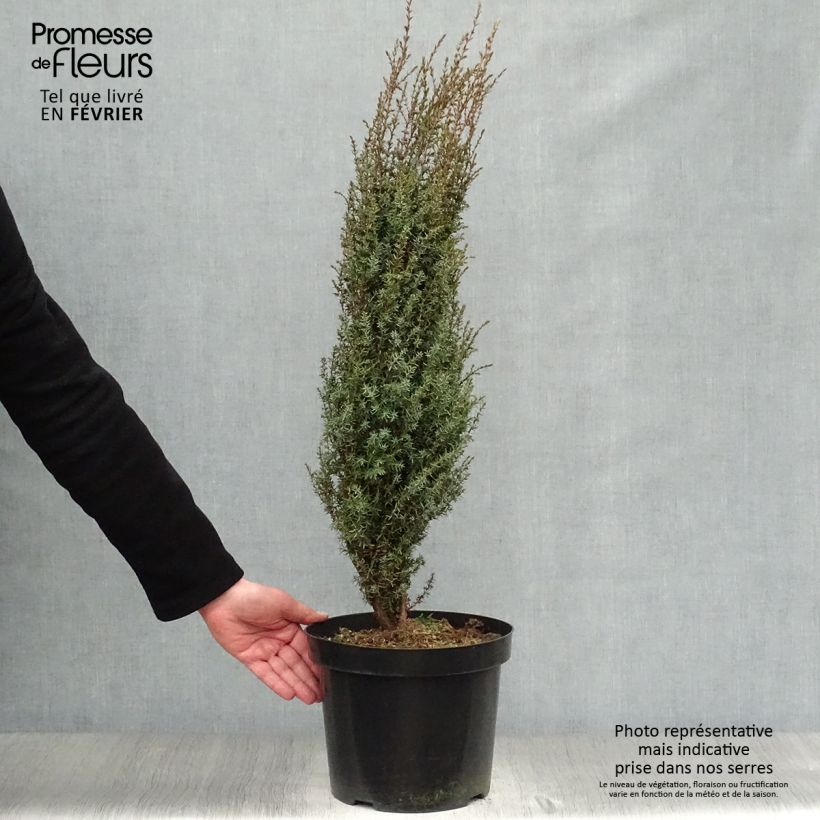 Juniperus communis Arnold 7.5L/10L pot sample as delivered in winter