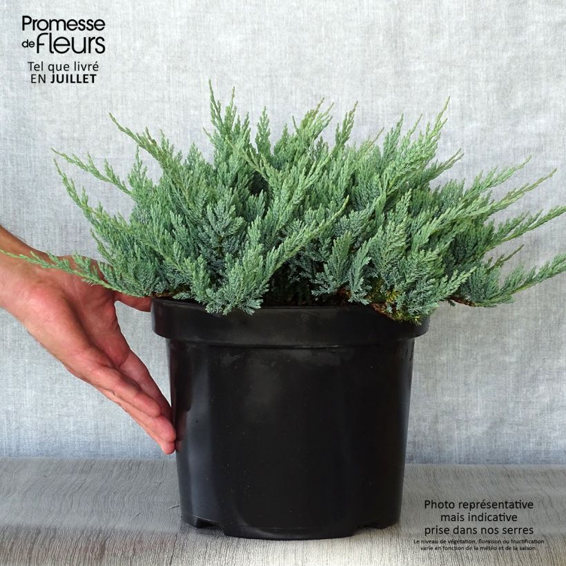 Juniperus horizontalis Blue Chip 7.5L/10L pot, Standard sample as delivered in summer