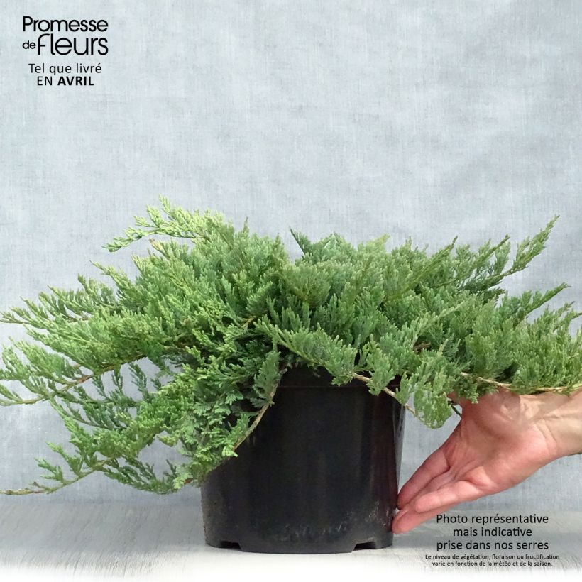 Juniperus horizontalis Blue Chip 7.5L/10L pot, Standard sample as delivered in spring