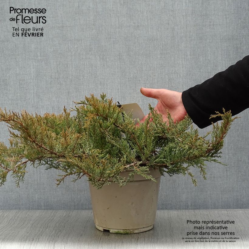 Juniperus sabina Rockery Gem 4L/5L pot sample as delivered in winter