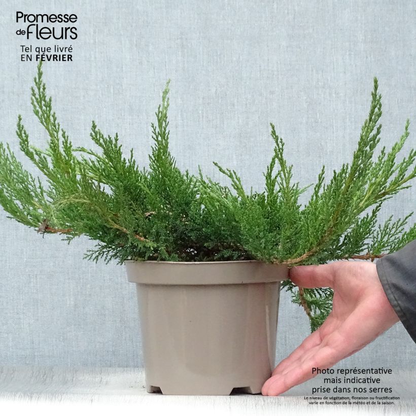 Juniperus sabina Tamariscifolia 2L/3L pot sample as delivered in winter