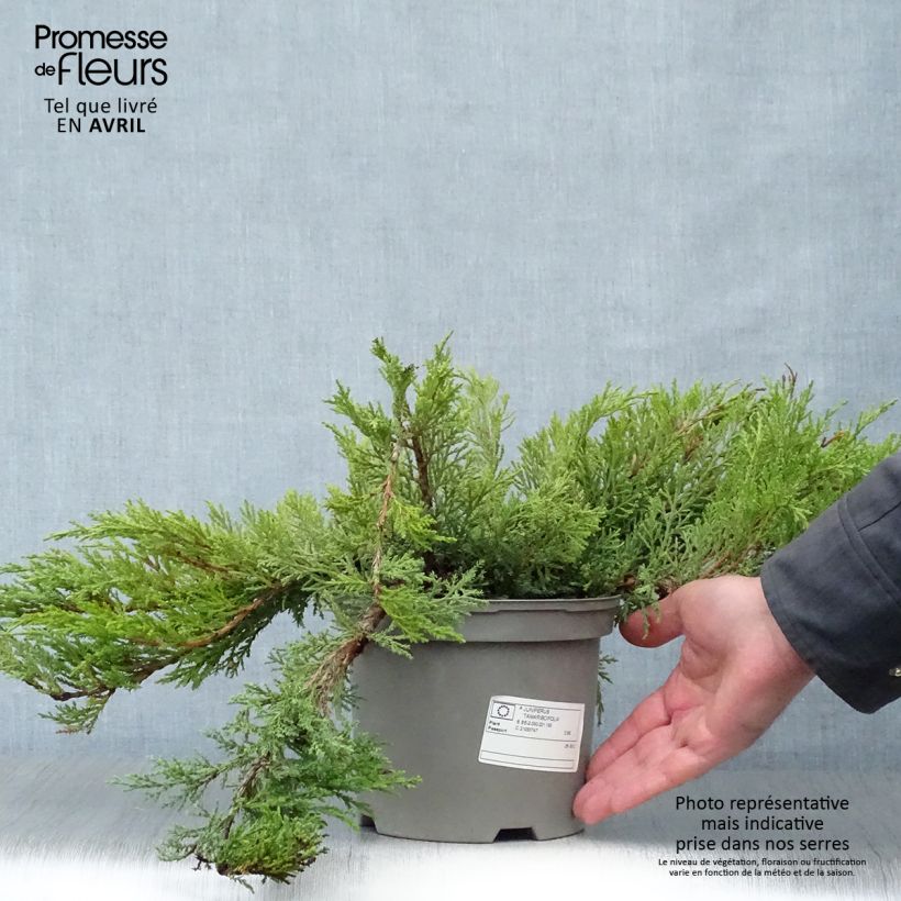 Juniperus sabina Tamariscifolia 2L/3L pot sample as delivered in spring