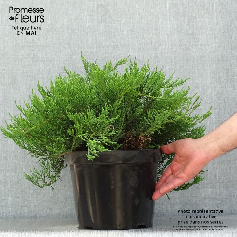 Juniperus sabina Tamariscifolia 7.5L/10L pot sample as delivered in spring