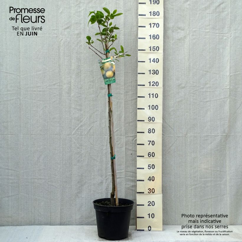 Diospyros kaki Muscat - Persimmon 7.5L/10L pot, Half standard sample as delivered in spring