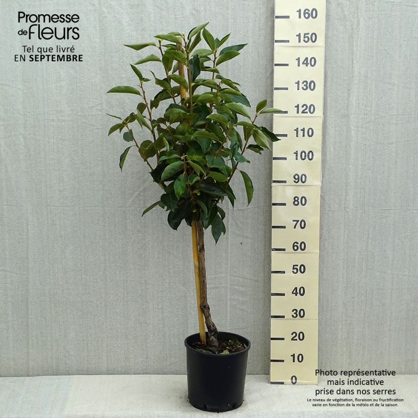 Diospyros kaki Fuyu - Persimmon 7.5L/10L pot, Goblet sample as delivered in summer