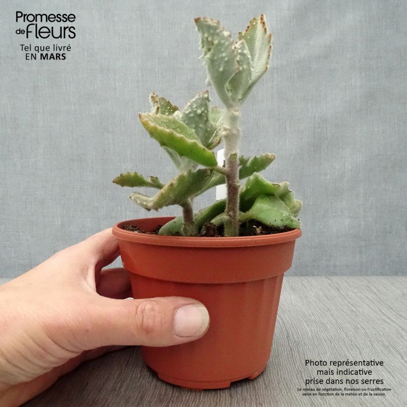 Kalanchoe beharensis subnuda 12cm pot sample as delivered in spring