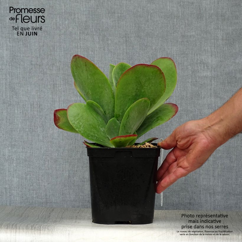 Kalanchoe thyrsiflora Bronze Sculpture 2L/3L pot sample as delivered in summer