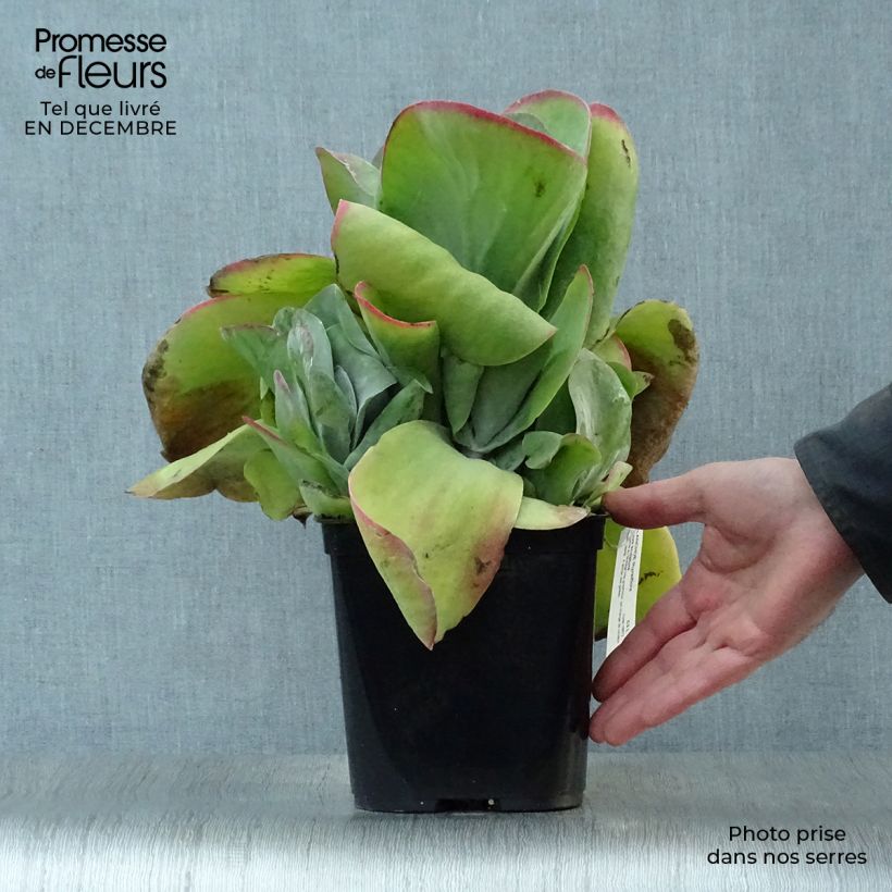 Kalanchoe thyrsiflora Bronze Sculpture 2L/3L pot sample as delivered in winter